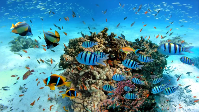 Tauchen in Hurghada